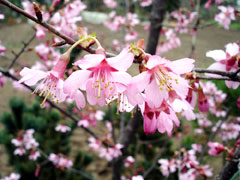 �A�ؔ��̃I�J��