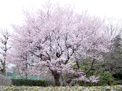 �����Ƃ̃I�I�J���U�N��